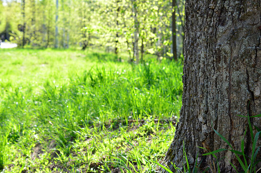 a tree trunk in a forest with green grass and a blurred background of trees