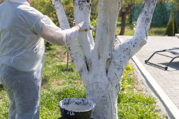istock Closeup of a Man Protecting a Tree From Insects with Lime 2150983243
