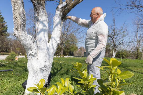 Senior Man Painting Tree Trunk