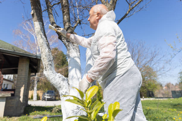 istock Senior Man Painting Tree Trunk 2150983259