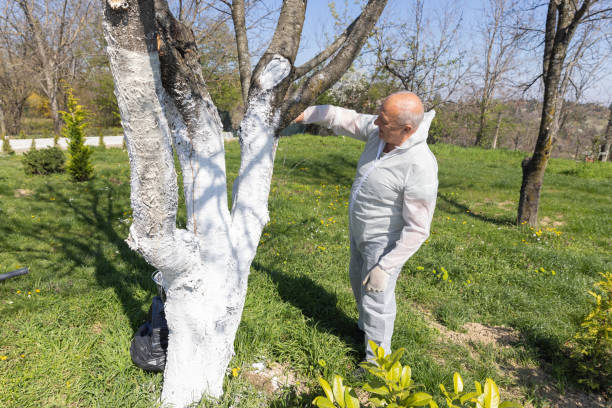 istock Senior Man Painting Tree Trunk 2150983272