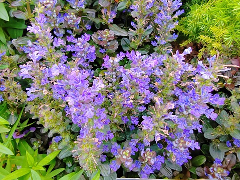 Floral background of blue and white flowers lobelia.