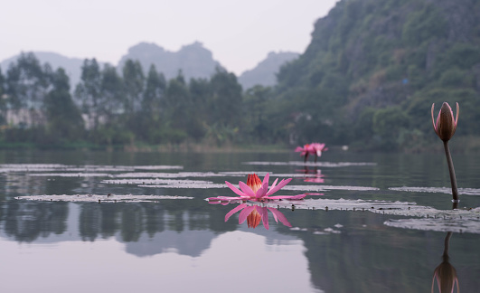 Lotus flower or water lily floating，hue vietnam