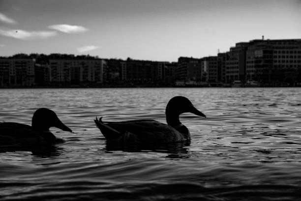 View of a ducks swimming in river