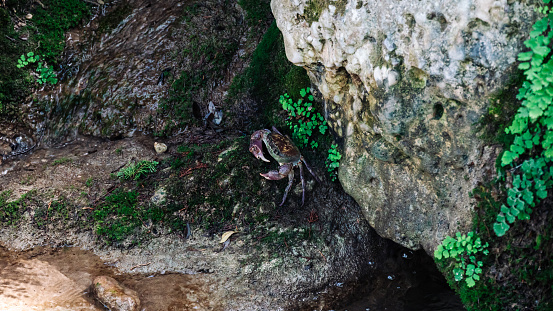 The crab is sitting on the rocks with the moss.