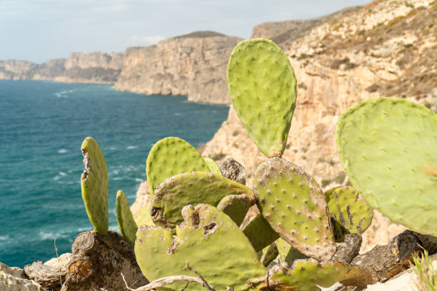 Wild cactus in the cliffs