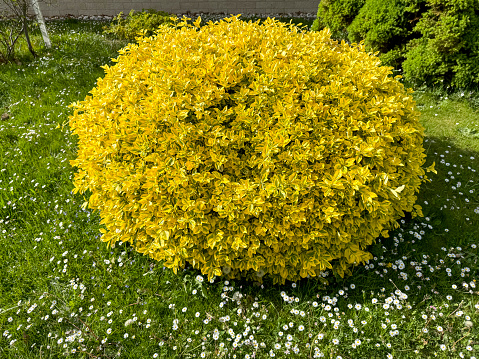 yellow boxwood plant in the garden