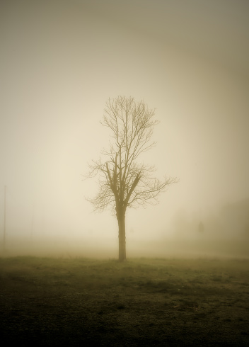 Sad and lonely tree in an apocalyptic context