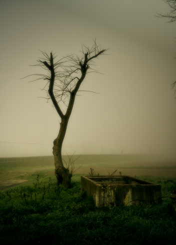 Sad and lonely tree in an apocalyptic context