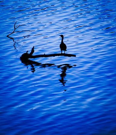 Water bird silhouette on a lake