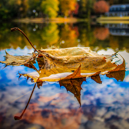Leaf on the water at a lake
