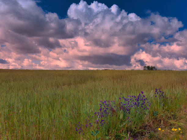 beautiful landscape of rural fields on a beautiful sunny day with puffy clouds in the sky