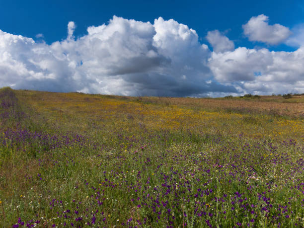 istock landscape, view, rural, spring, plants, clouds, sky, flora, fields, nature, 2150989892