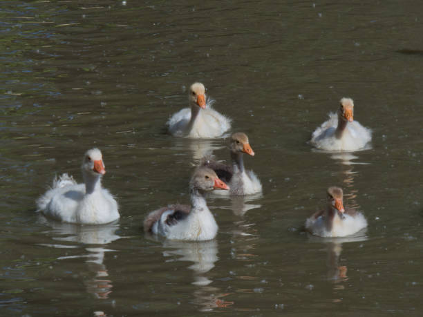 istock geese, chicks, young, animals, outdoors, water, lake, swimming, spring, sun rays, 2150989934