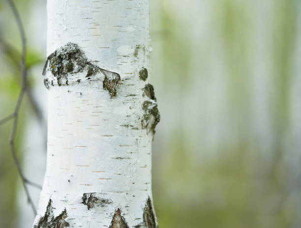 istock birch forest in sunlight in the morning on blur background with bokeh. 2150990215