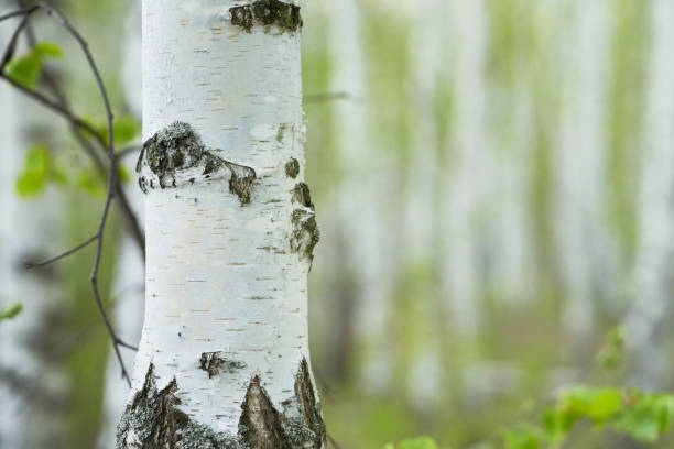 istock birch forest in sunlight in the morning on blur background with bokeh. 2150990244