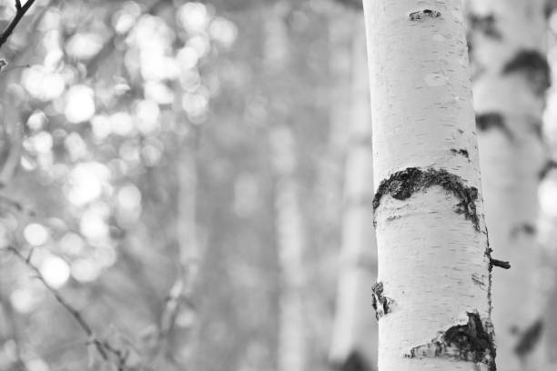 Silver Birch tree bark pattern that resemble surreal human faces. It's a phenomenon called pareidolia