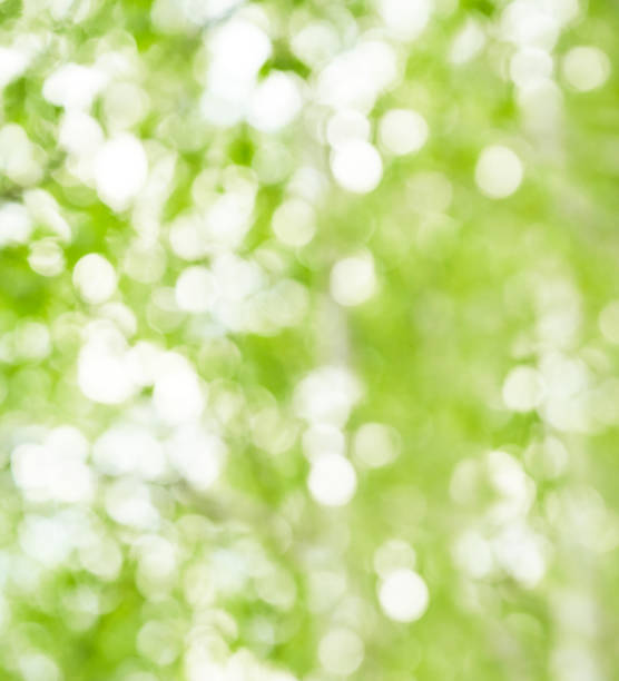 green bokeh background from nature under tree shade,  abstract blur background