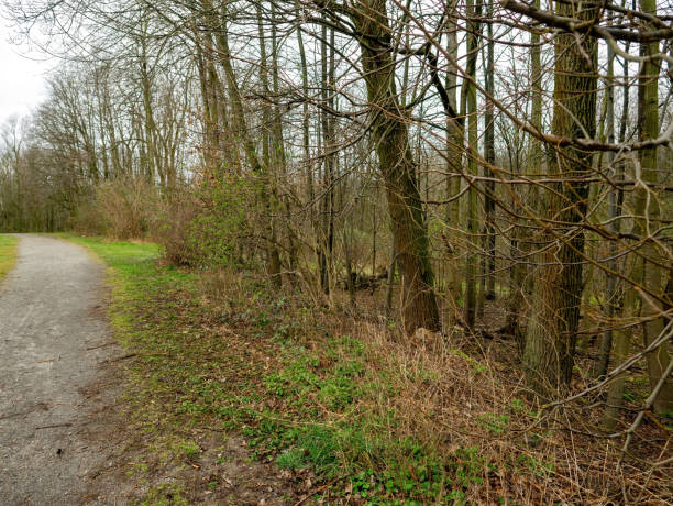 istock forest in fall with leaves on the ground 2150990707
