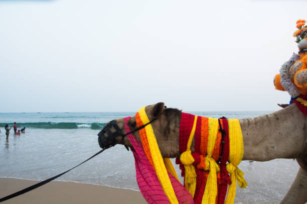 Thar Desert , Rajasthan - 15th October 2019 : Blurred image of a cameleer and his camel at sand dunes of Thar desert, Rajasthan, India. sky in the background. Cameleers make a living out of camels.