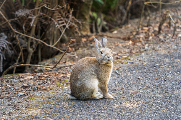istock Rabbit of Okunoshima 2150994107