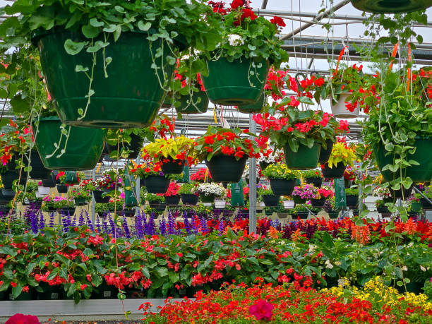 istock Hanging Flower Baskets In a Greenhouse 2150994399
