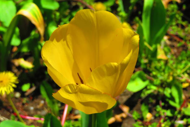 istock Yellow Tulip with Spring Flowers 2150997846