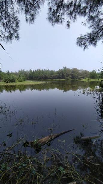 istock beautiful lagoon and lots of pine trees 2150997888