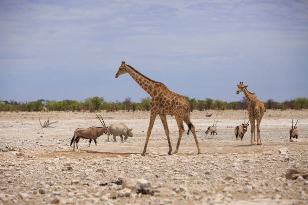 istock Etosha Wildlife with Giraffe, Oryx and Rhino 2150998258