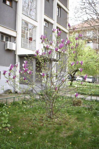 istock Purple flowers in front of a building 2150998606