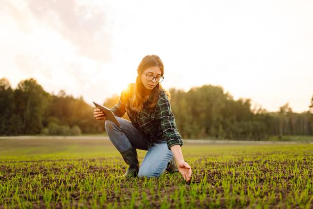istock Agronomist analysis the progress of the new seeding growth. 2150998656