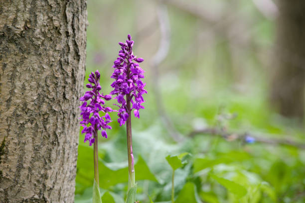 Purple wild orchids in the spring forest. Beautiful nature scene.