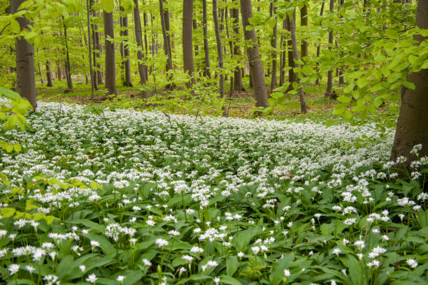 istock a large area of white blooming ramsons in the forest 2151000270