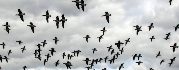 istock large flock of birds flying against a gray sky background (cloudy day) canada geese (canadian goose species) gray, grey black and white (bird gaggle) group fly migration migratory migrate 2151000288