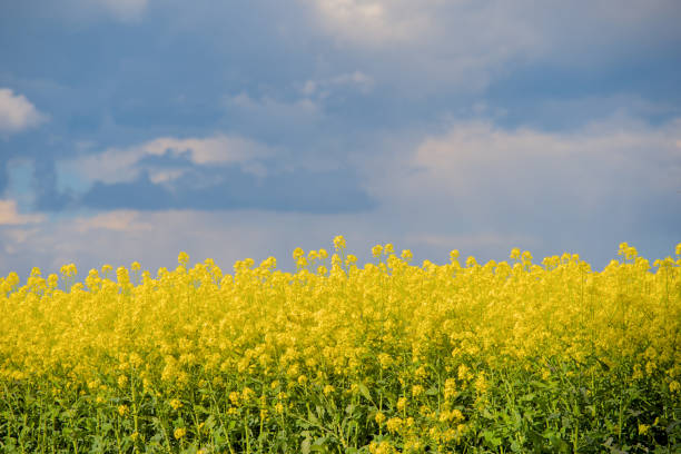 bright yellow blooming plants of rape in summer under blue sky, nice contrast