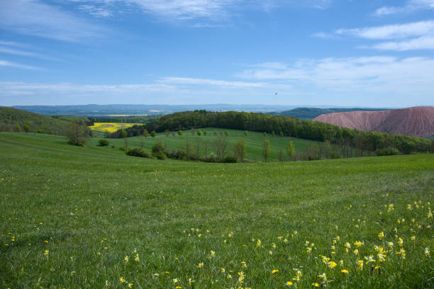 Beautiful view across large fields of yellow blooming rape, from a Skywalk in Sonnenstein, Thüringen, Germany