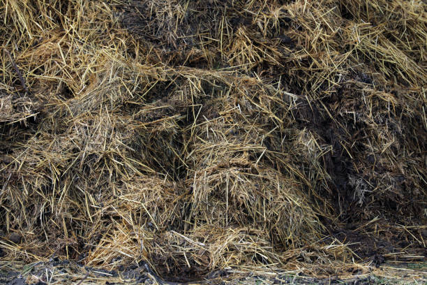 istock Horse manure Horse droppings dung  in a field 2151000904