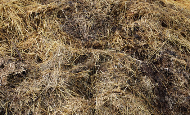 istock Horse manure Horse droppings dung  in a field 2151000917