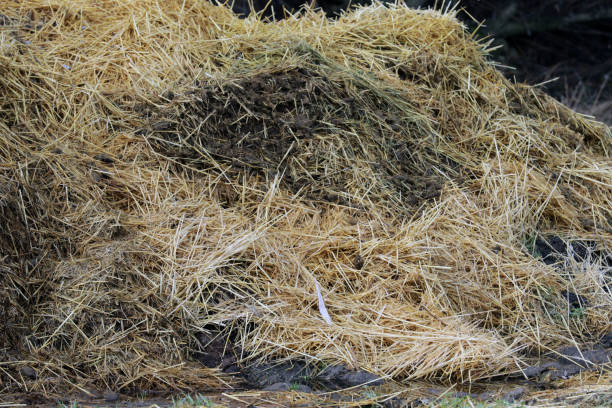 istock Horse manure Horse droppings dung  in a field 2151000959