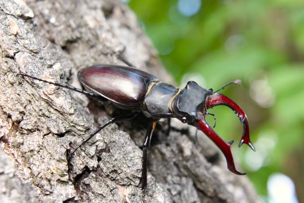 istock A large and beautiful stag beetle on the bark of a very old tree 2151000975