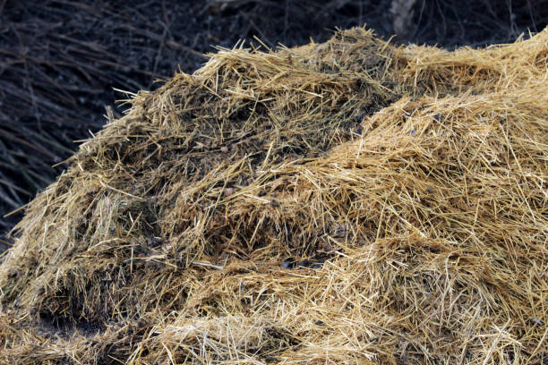 istock Horse manure Horse droppings dung  in a field 2151001006