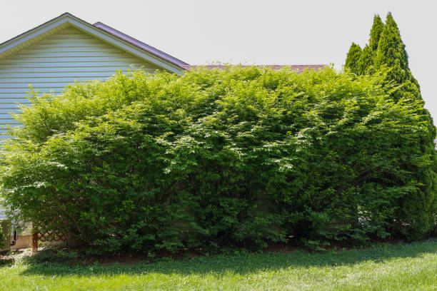 Overgrown bush growing by a house