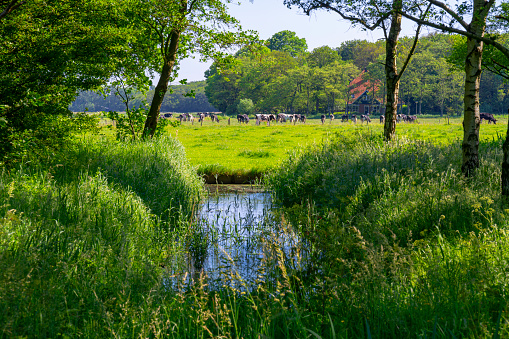 Meadow with cows next to a forest with a ditch in Springtime near Heiloo, Netherlands