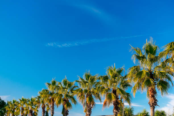 istock Palm trees in a row against the blue sky. 2151001474