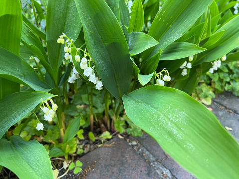 Lily of the Valley blooming in a garden.