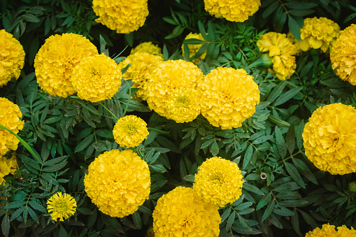 Yellow marigold flowers in the garden with green grass background.