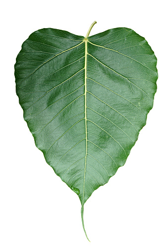 isolated Bodhi leaves, which have a heart shape with a long tip. The Bodhi Tree is a symbol of happiness, success, longevity and good luck of Brahmin-Hinduism, Jainism and Buddhism.