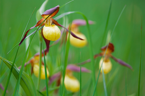 Soft focus, defocused background. Spring flowers lady's slipper orchid.