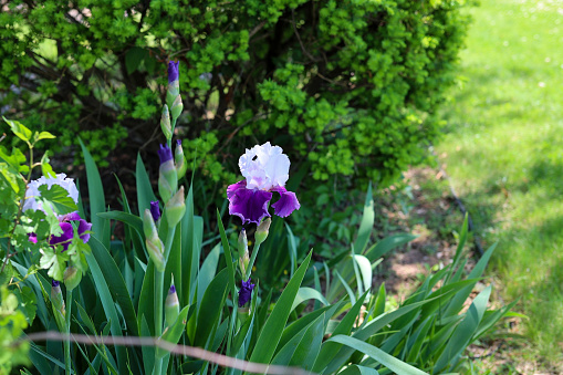 White and violet iris cultivar flower closeup on green garden background