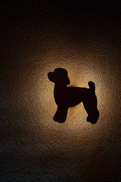 istock A light that makes the shape of a poodle stand ou 2151002722